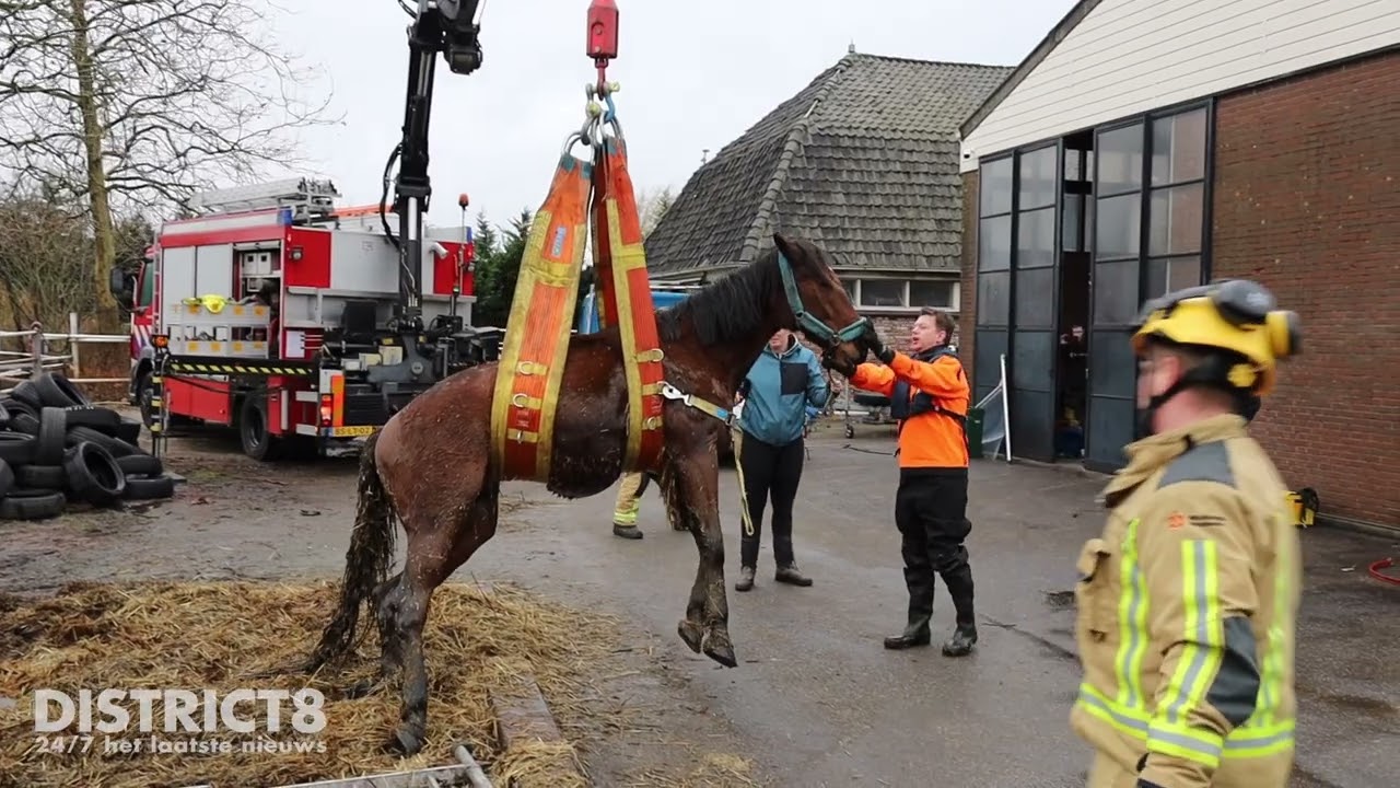 Paard zakt in put en komt vast te zitten Lange Broekweg Naaldwijk