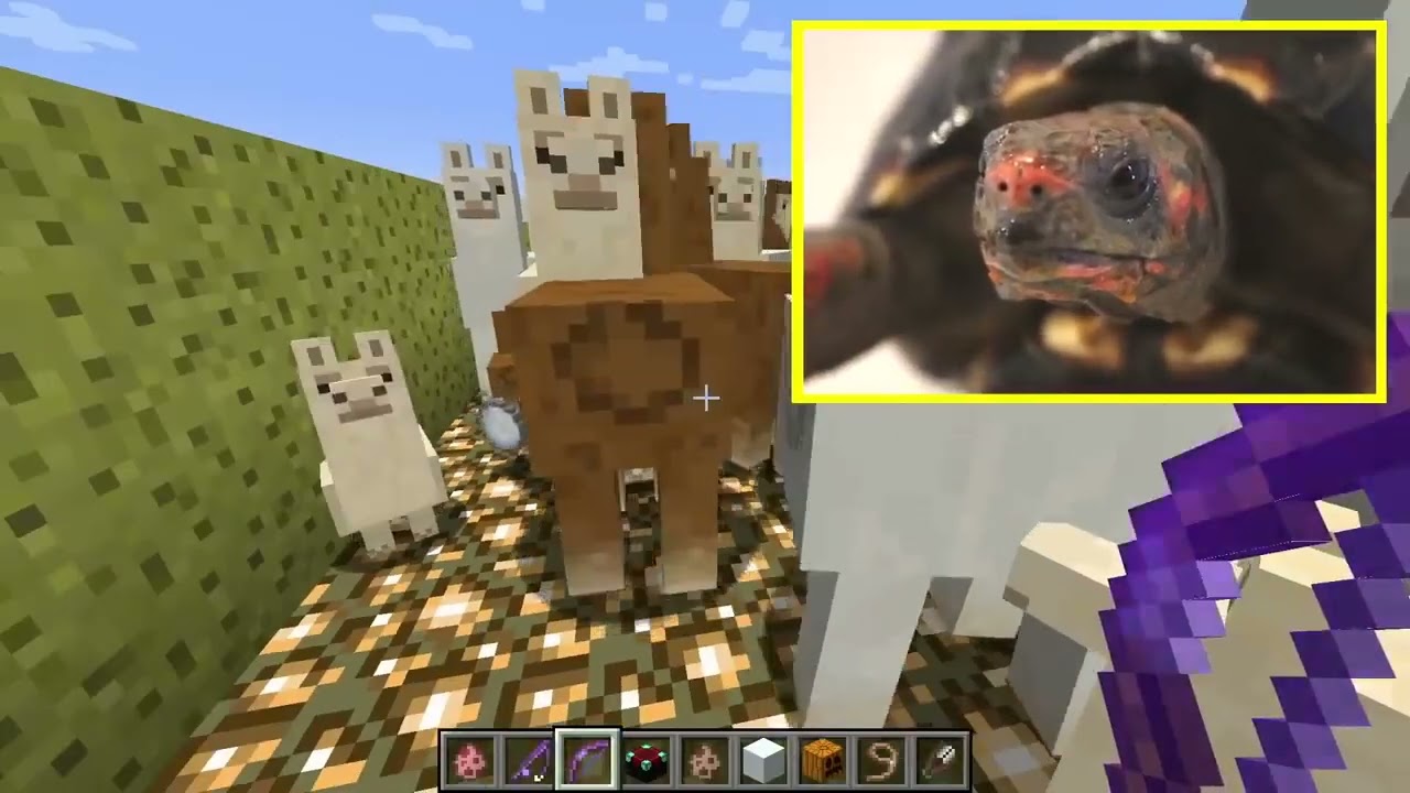 Preview 2 Tortoise Playing Minecraft V3