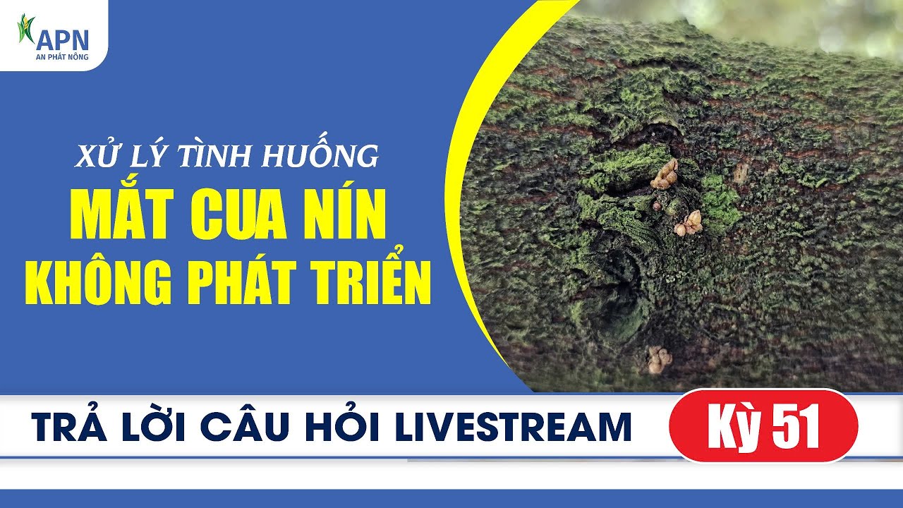 APN - XỬ LÝ TÌNH HUỐNG MẮT CUA NÍN KHÔNG PHÁT TRIỂN | TRẢ LỜI CÂU HỎI LIVESTREAM KỲ 51