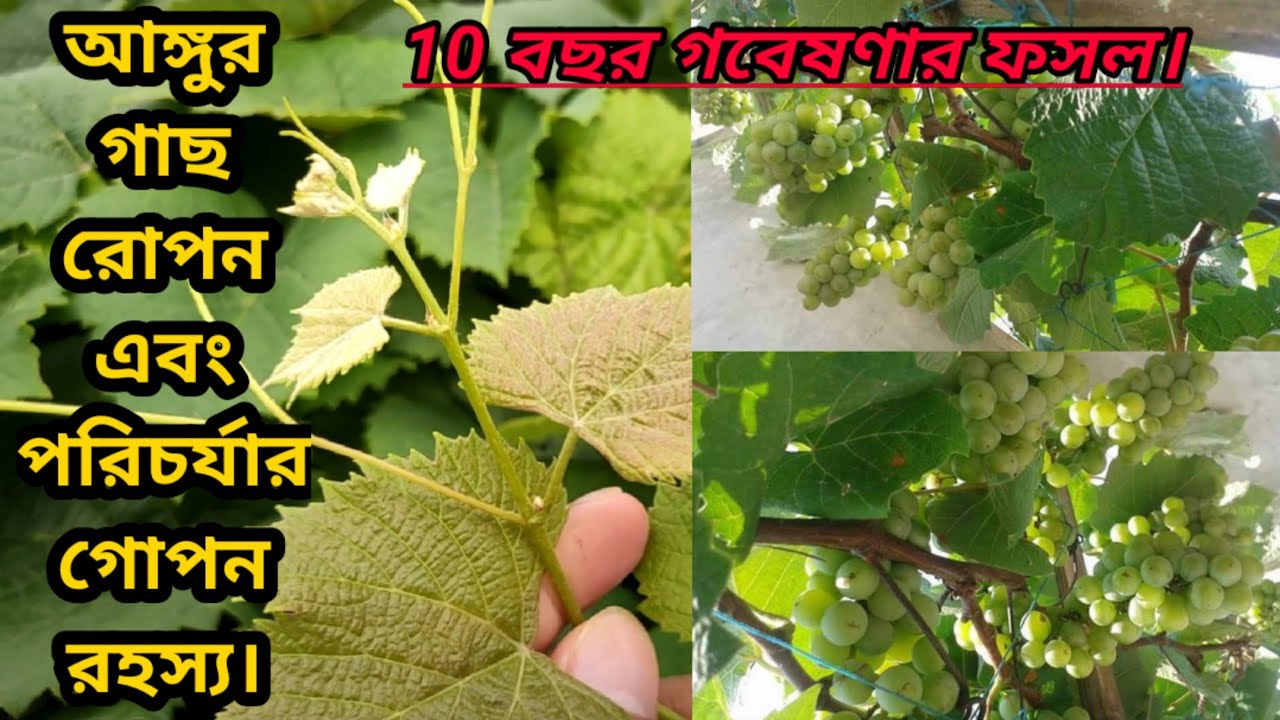 আঙ্গুর গাছ রোপন এবং পরিচর্যার গোপন রহস্য।। The secret to planting and caring for vines।। grape tree