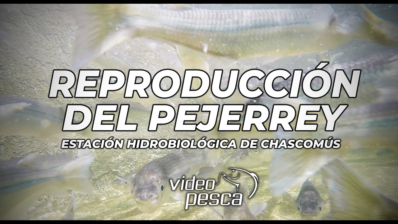 Reproducción del Pejerrey - Visitamos la Estación Hidrobiológica de Chascomús