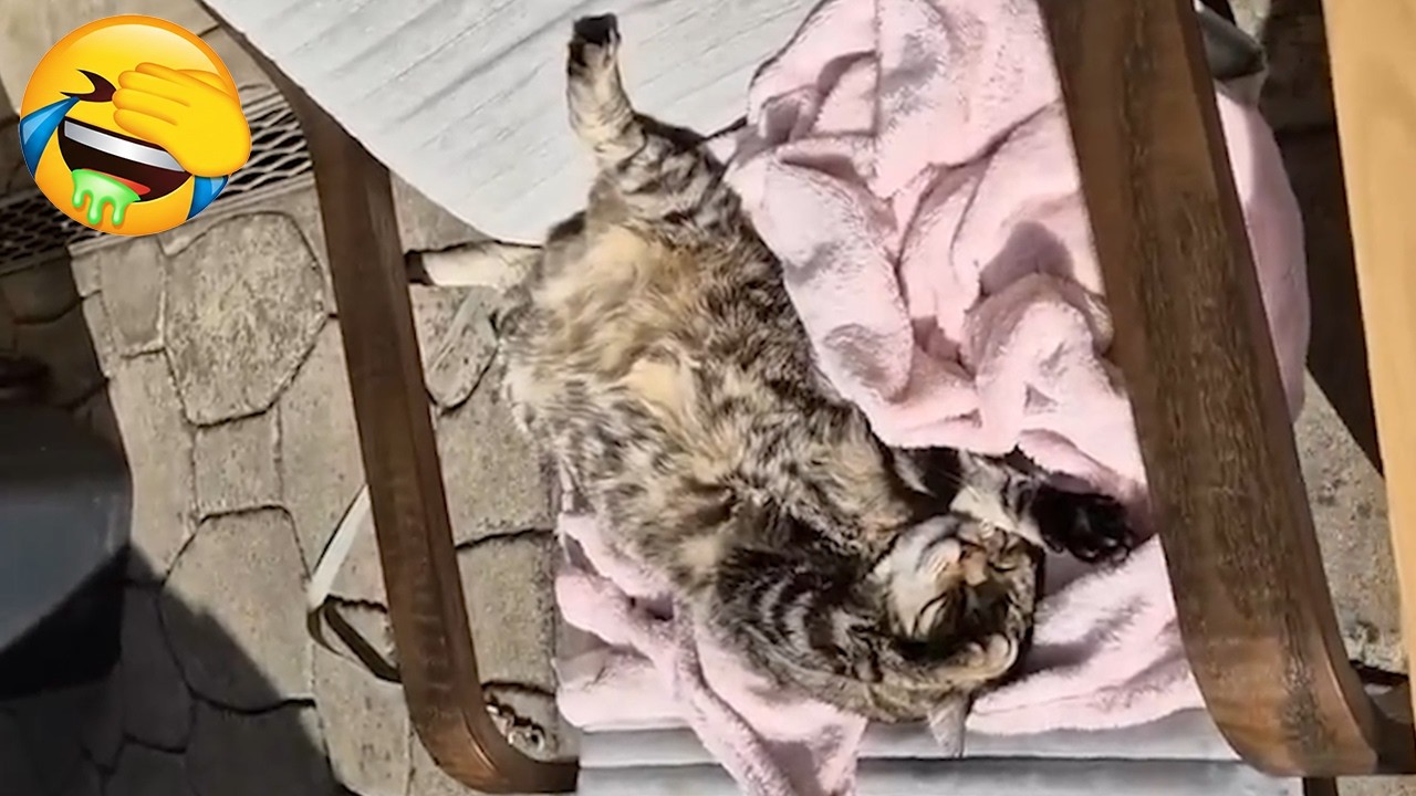 The Regret Is Real! 🤢 He Will Never Sniff a Butt Again... 🐈‍⬛🚫| Cat Syrup