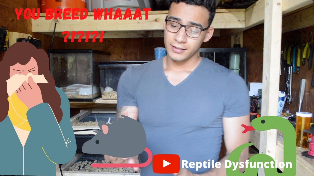 HOW I BREED RATS ON A SMALL SCALE | ASFs AND RATS