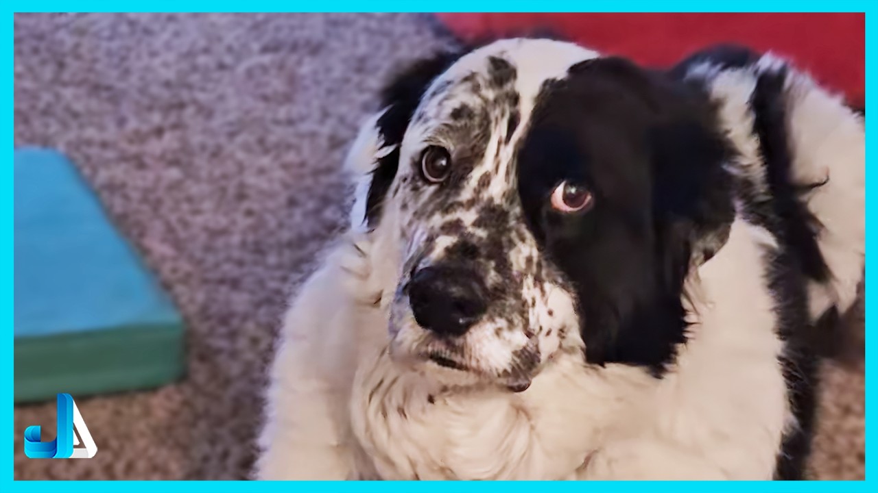 When Life Gets Boring… Call the Comedian Dog 😂 Funny Dogs Videos 2026