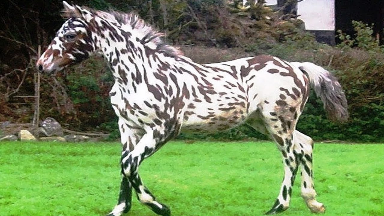 Les 10 Races de Chevaux les Plus Rares
