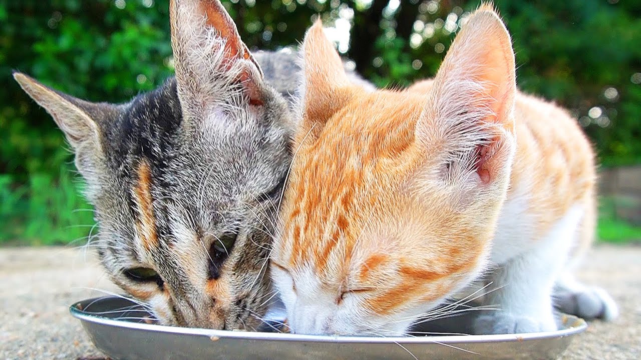 Котята и кошки, которые едят много еды