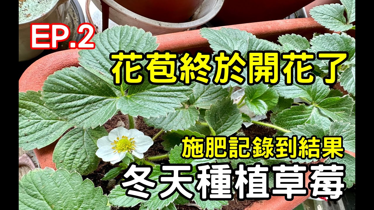 【草莓種植EP.2】草莓花苞終於開花了 | 施肥記錄到結果實 ！strawberry【黑貓日常】
