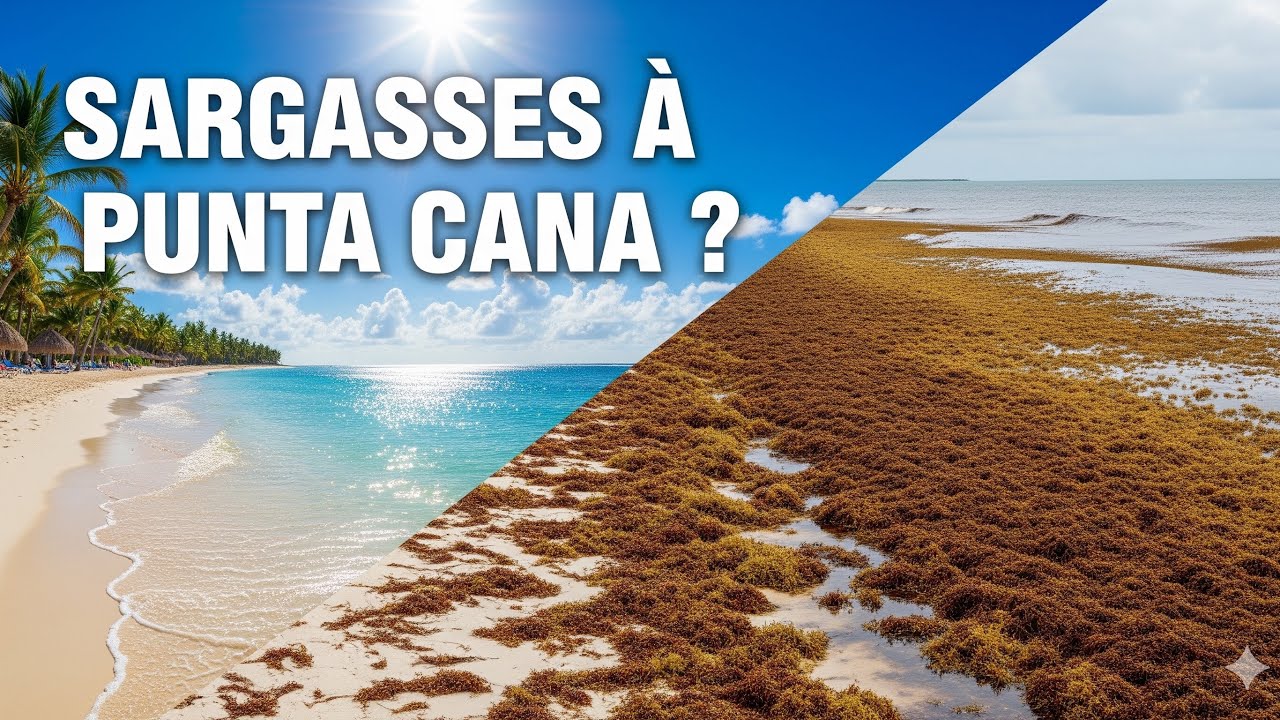 SARGASSES à Punta Cana : Vague d'algues ou plage immaculée?