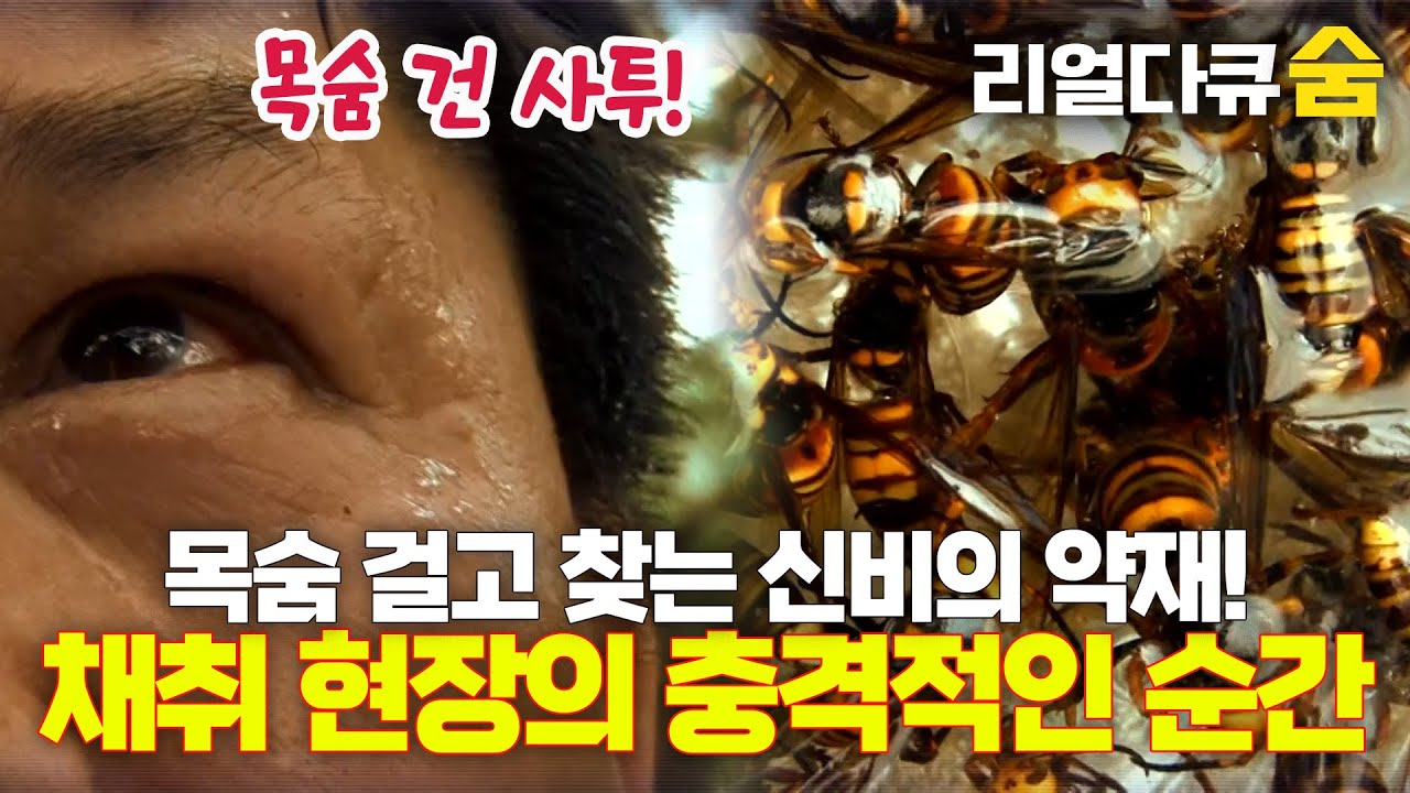 목숨 건 사투! 노봉방 채취의 극한 도전 | 리얼다큐 숨