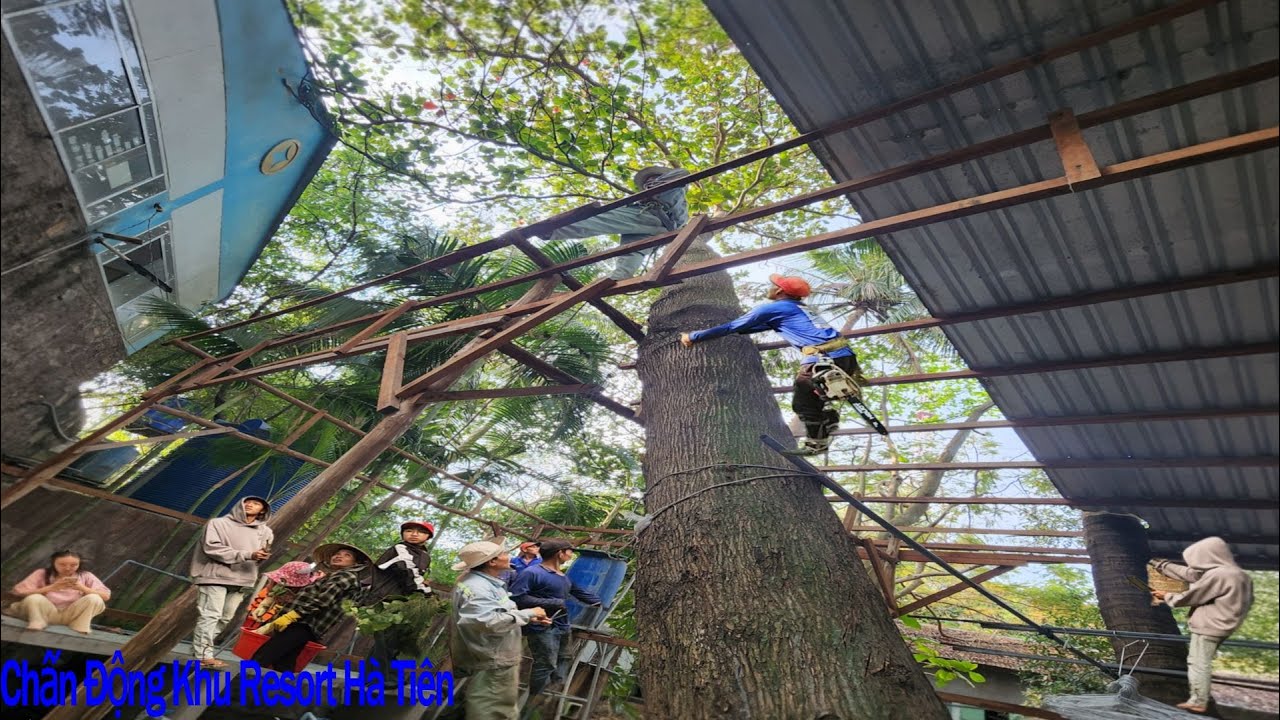 Cưa cây Bàng siêu khó ở khu Resort / Sawing teak trees is extremely difficult at the resort | P200