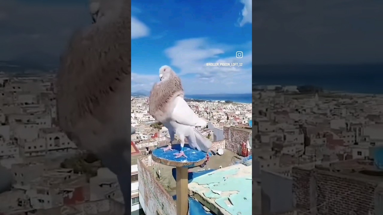 #kabootar #pigeon #birdlovers #fancykabootar #pets #shortsvideo #trending #love #kabutar #viralshort