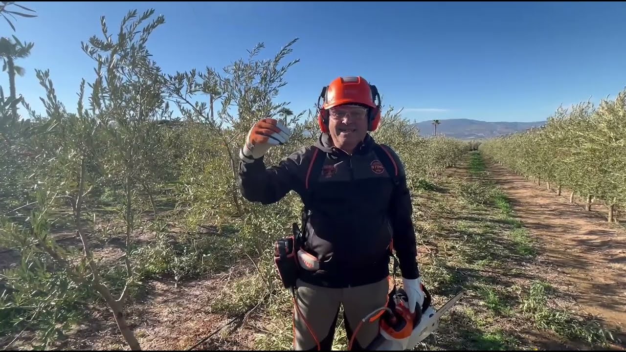 PODA OLIVO JAÉN VÍDEO 46 BIS SUPERINTENSIVOS