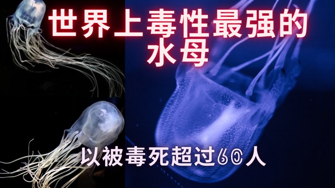 世界上毒性最强的水母 , 澳洲箱水母毒性最强, 同时也是最毒的海洋生物之一