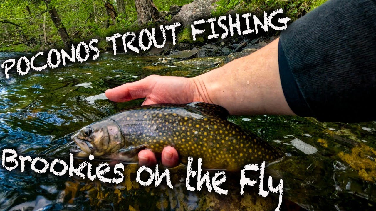 Fly Fishing the POCONOS (Beautiful PA Brook Trout)