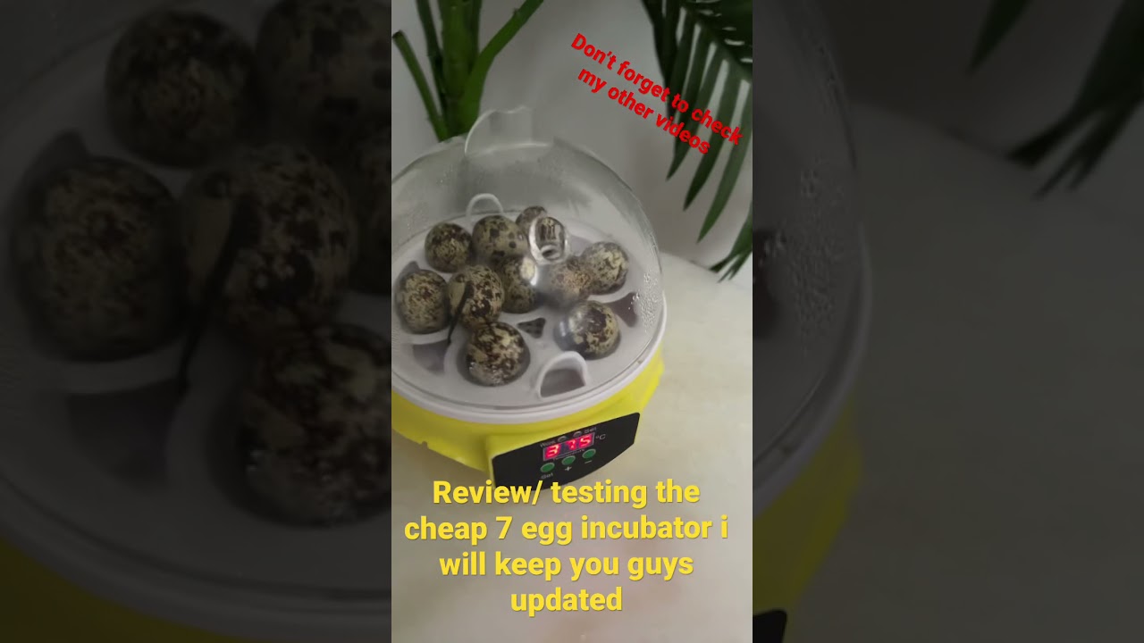Cheap 7 egg incubator review