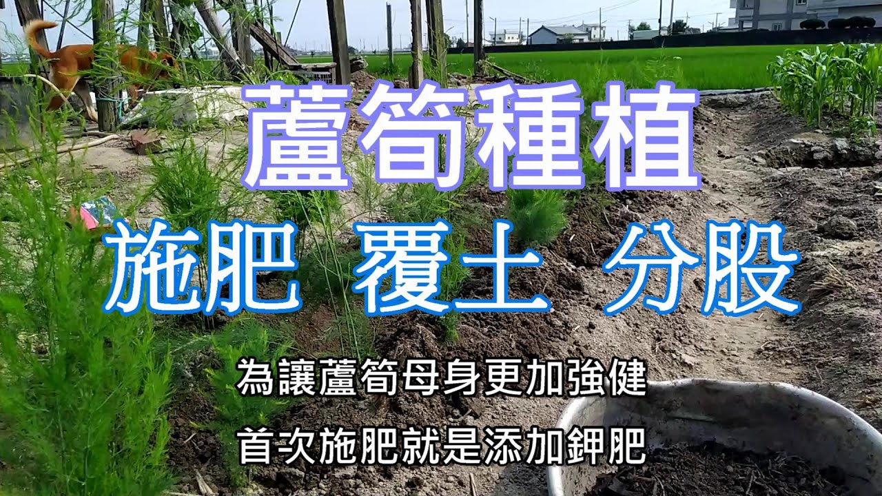 [造園趣]07_2 蘆筍施肥 覆土與分股 蘆筍沒種過沒差..有個作物或許您更熟悉 更有概念 這樣蘆筍種植就容易多了生物炭脫離出來的草木灰剛好可增加鉀肥 那如何讓氮肥自主營運呢? 直接做給您看 參考看看