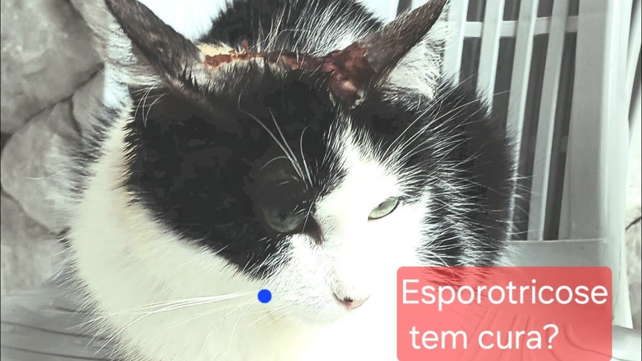 Esporotricose tem cura?. #gatos #gato #cat #tudosobrefelinos #clinicadefelinosbh #gatosengraçados