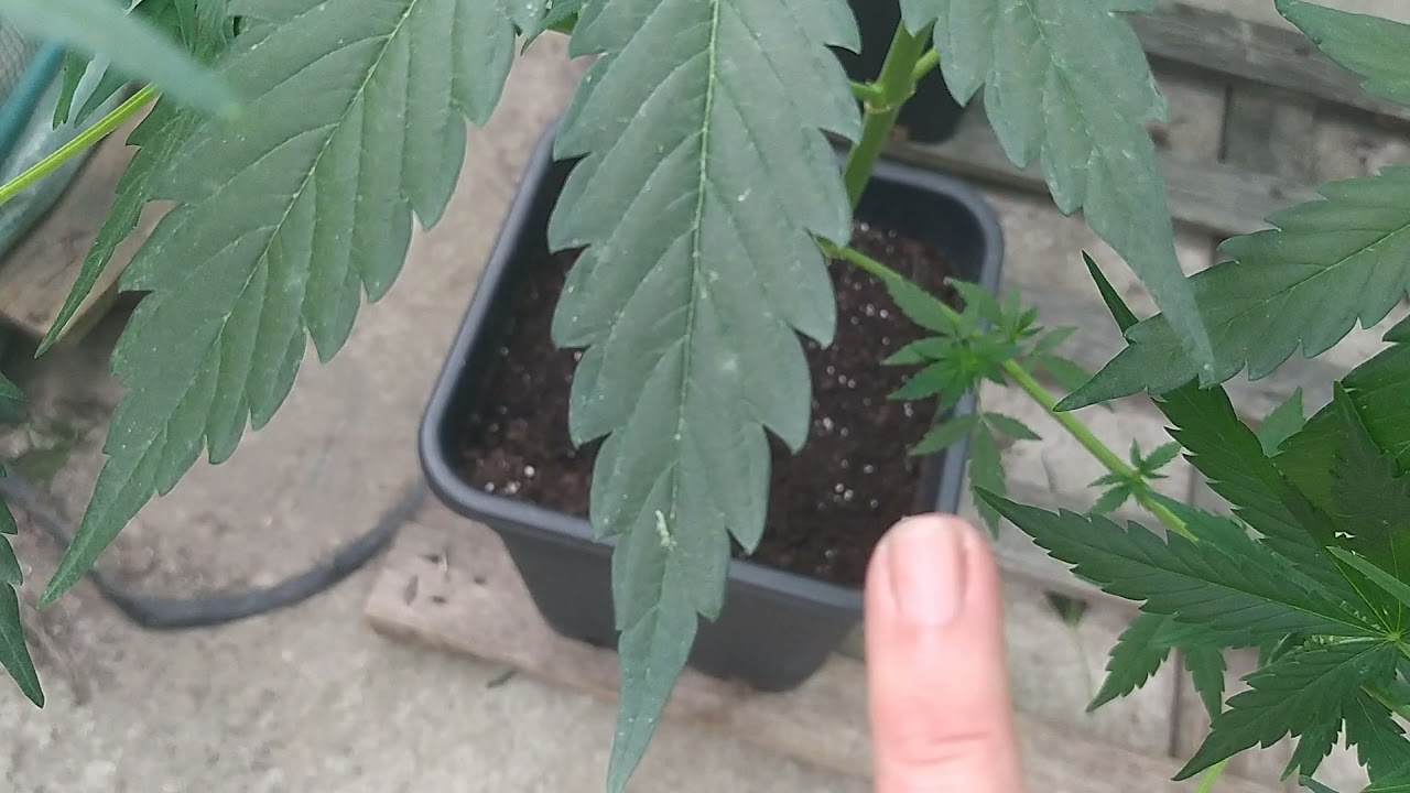 autos en exterior ( o&iacute;dio ) 00 Seeds Bank