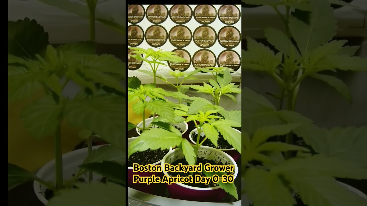 Timelapse Cannabis Grow Days 0-30 #shorts #cannabis #cultivation #timelapse