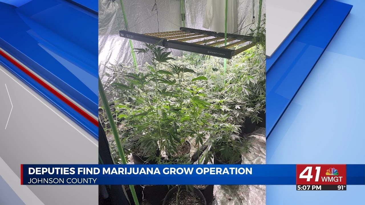 Indoor marijuana growth operation found in Johnson County; 43 plants seized