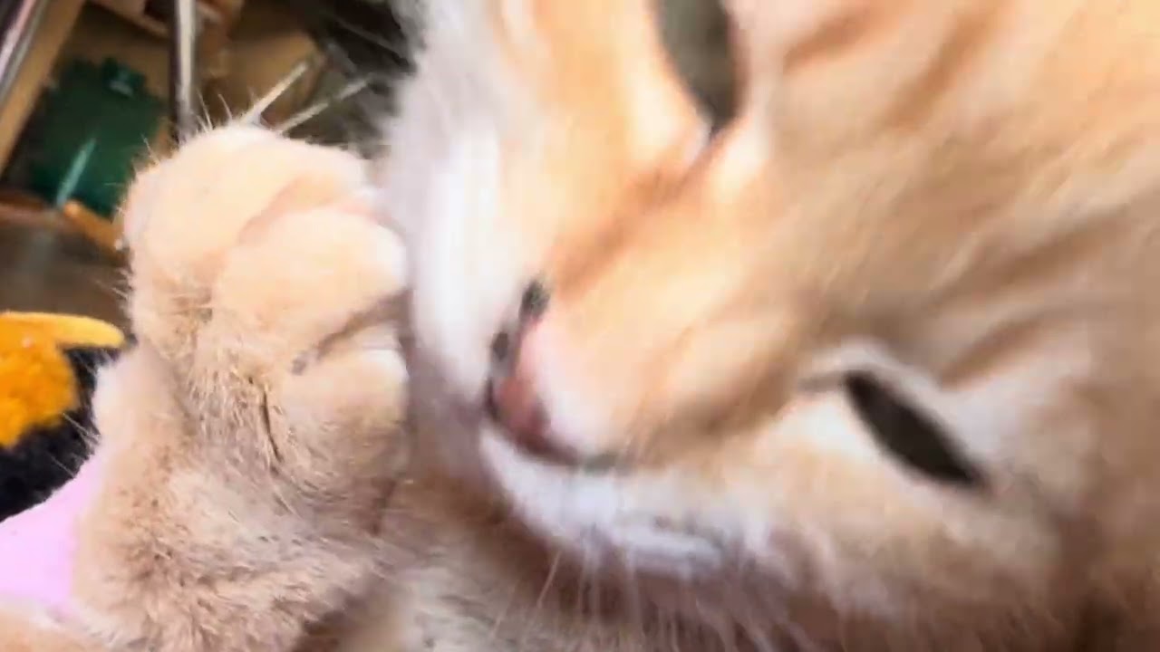 チャトラン