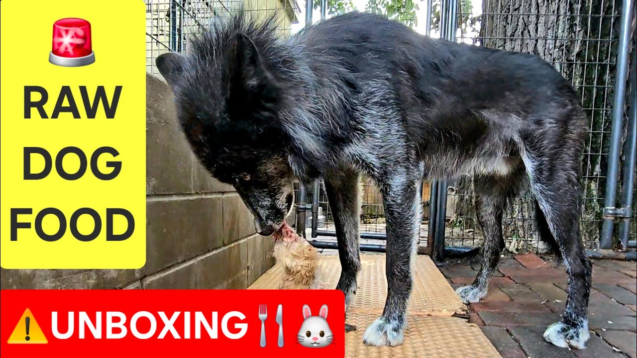RAW Dog Food Haul: Whole Rabbit with Fur! 🐺🍴🐰