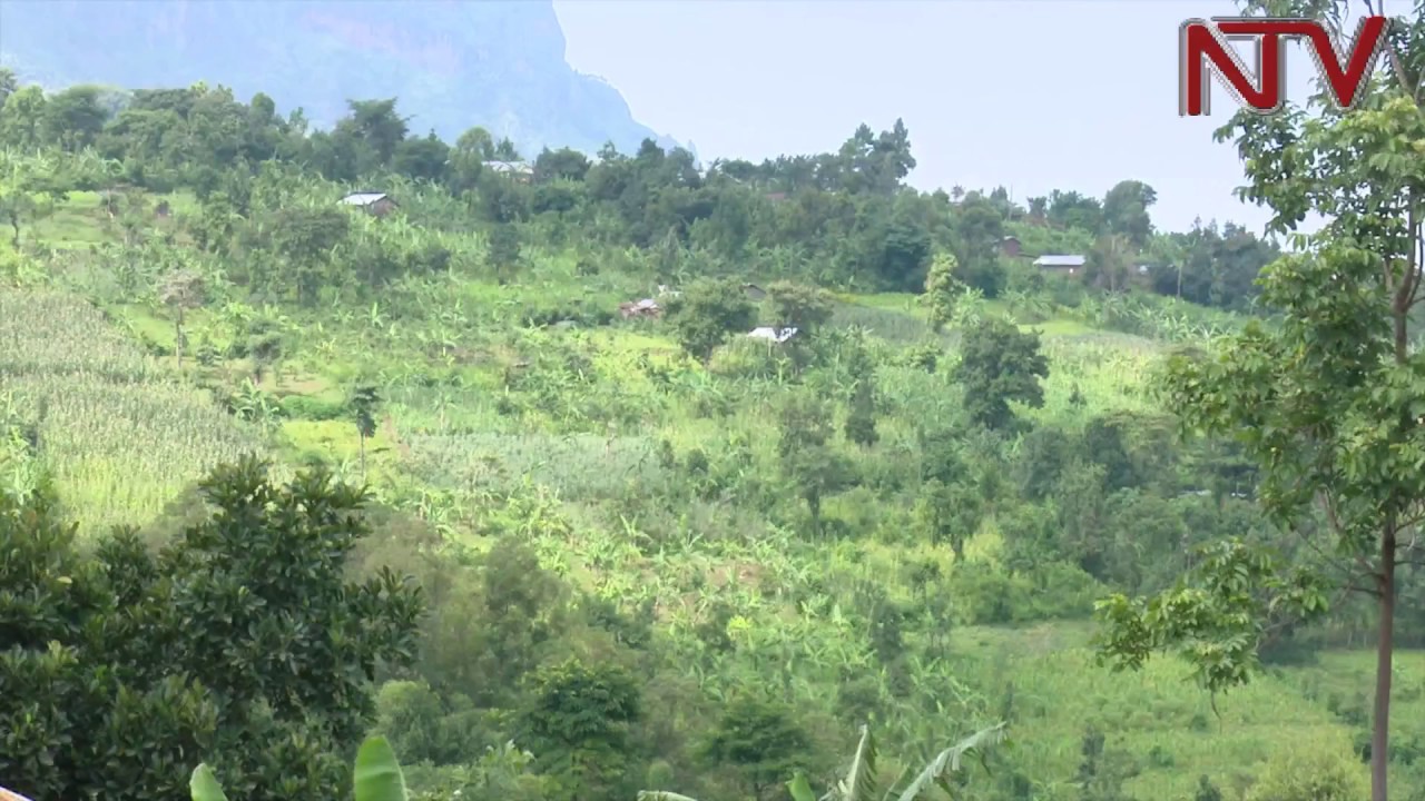 NTV GREEN: The role Wanale ridge plays in the Mt Elgon conservation area