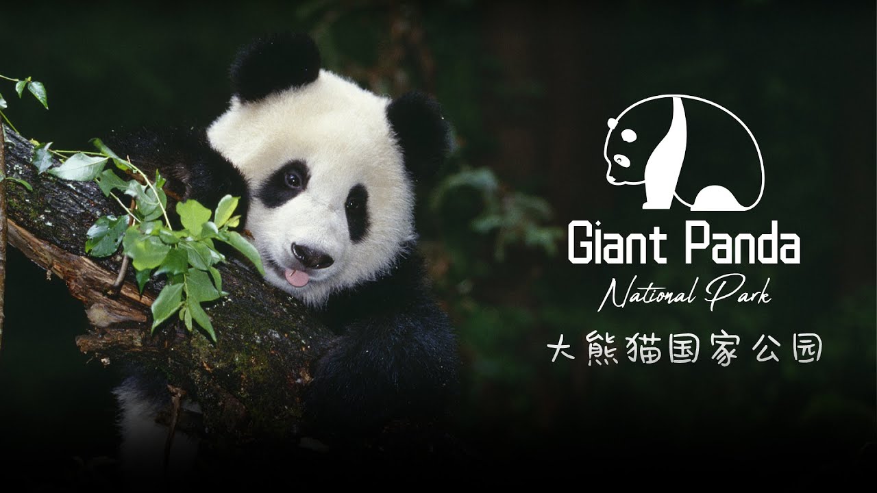 China's National Park: They are beloved by the world