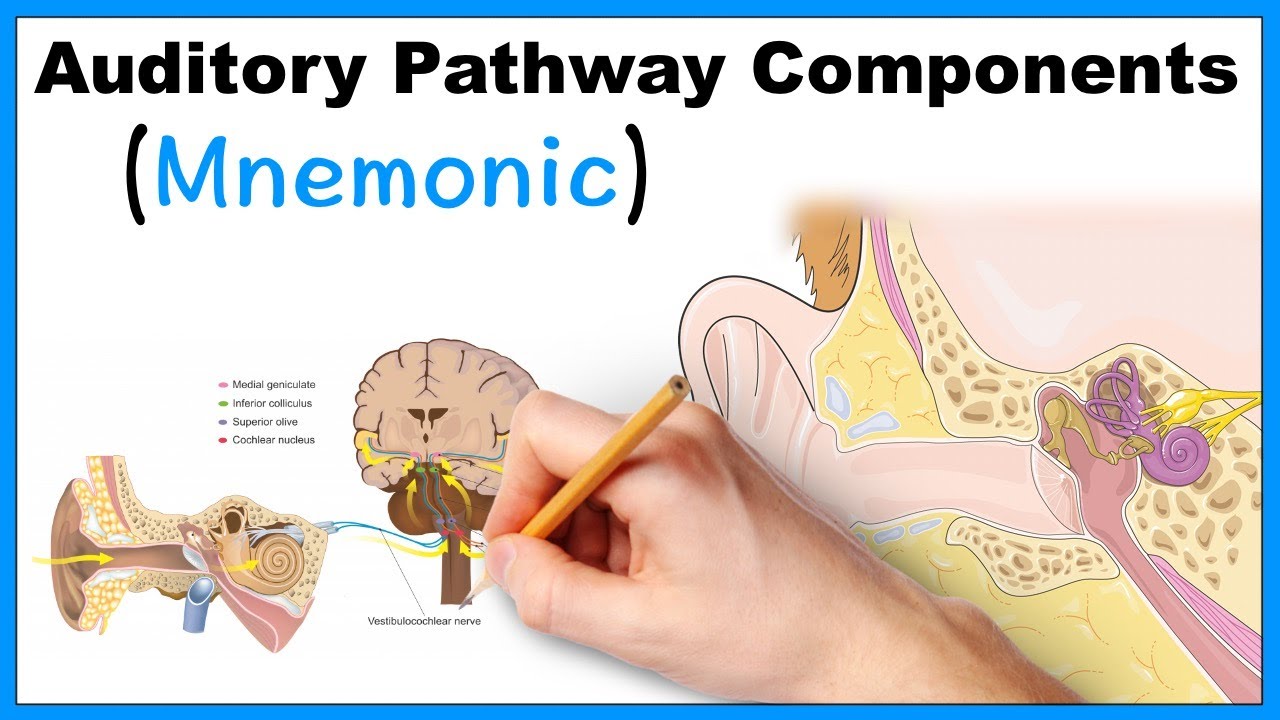 Auditory Pathway Components (Mnemonic)