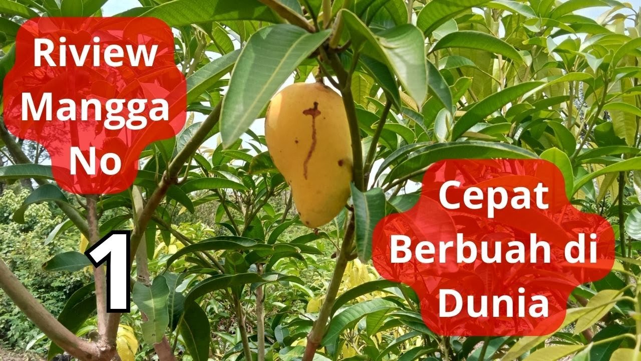 Review Mangga Paling Genjah Di Dunia