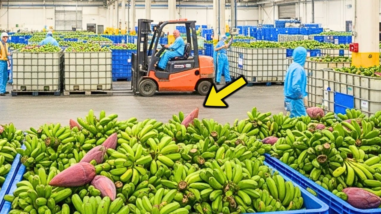 One Wrong Decision and the Banana Blossom Factory Stops Cold.