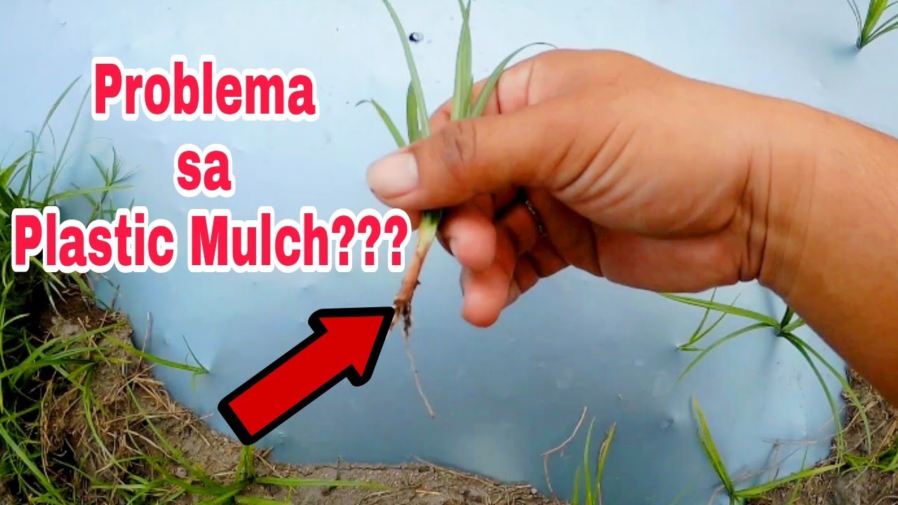 Alamin ang Problema sa Plastic Mulch?