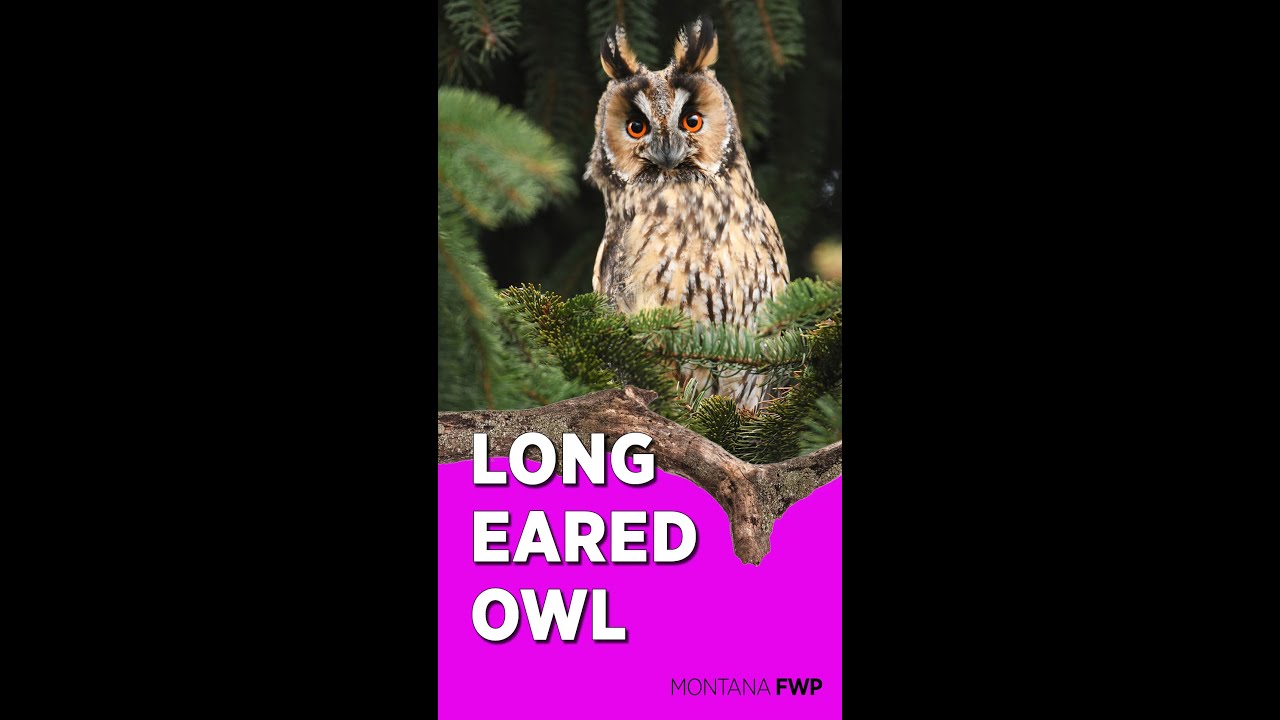 Long Eared Owls! | Friday Feathered Facts | Montana Wildlife Education