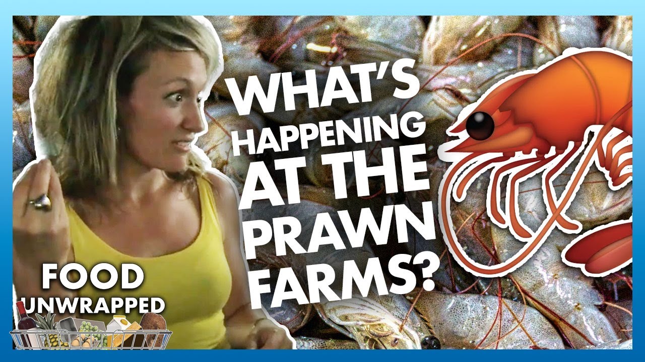 What really happens in Prawn Farms... 🍤