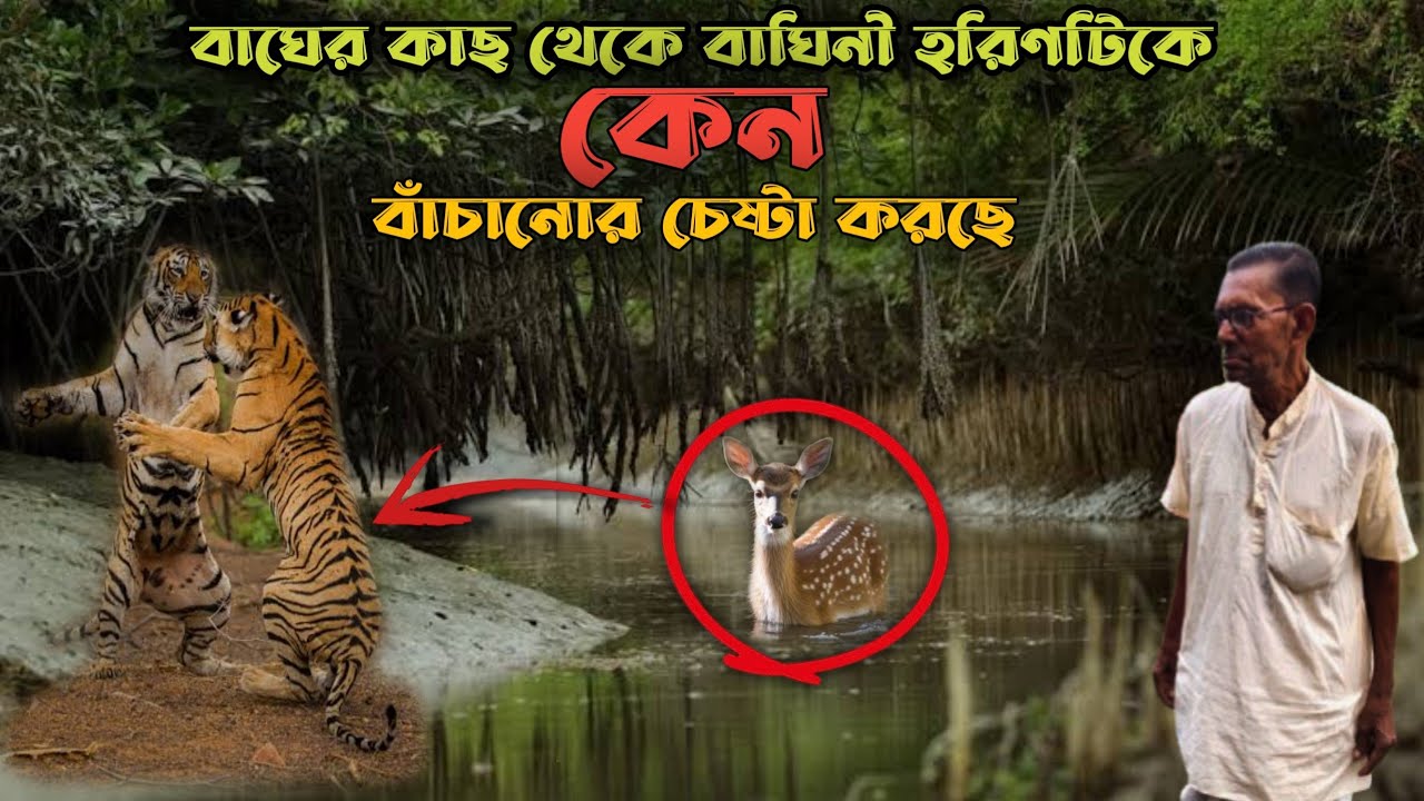 বাঘের কাছ থেকে বাঘিনী হরিণটিকে কেন বাচানোর চেষ্টা করছে| royal Bengal tiger attack | adventure |tiger