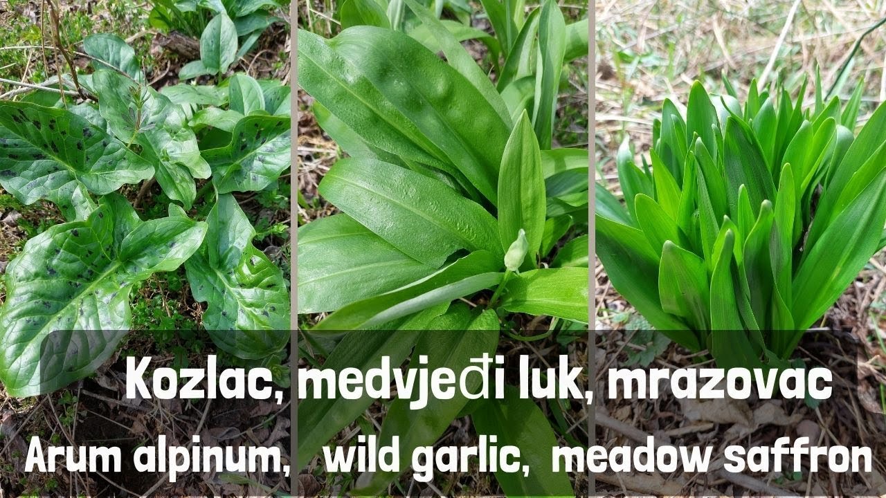 Kozlac, medvjeđi luk (srijemuš) i mrazovac / Arum alpinum, wild garlic and meadow saffron