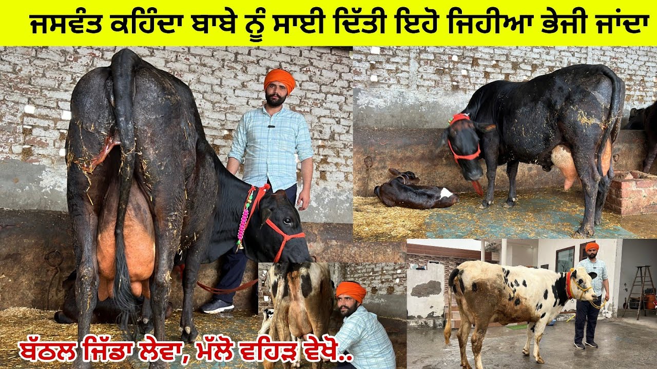 ਜਸਵੰਤ ਵਾੜਾ ਤੇਲੀਆ ਕੋਲ 2 ਵਹਿੜਾ ਤਾਜ਼ੀਆਂ ਸੂਈਆਂ ਥੱਬਿਆ ਦੇ ਲੇਵੇ ਪੱਟੀ ਤਰਨਤਾਰਨ 