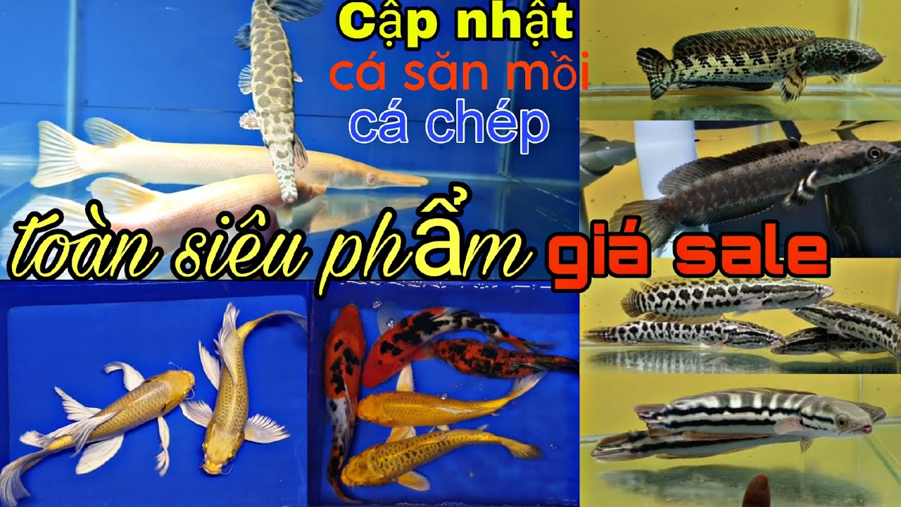 B&Aacute;O GI&Aacute; C&Aacute; SĂN MỒI, CH&Eacute;P PHI TẦNG, KOI, NHẬT MỚI NHẤT 23/11/2025.