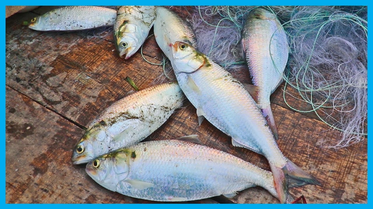Amazing Fast Hilsa Fishing Skill (PART 139) - Catching Hilsa Fish Big in the River