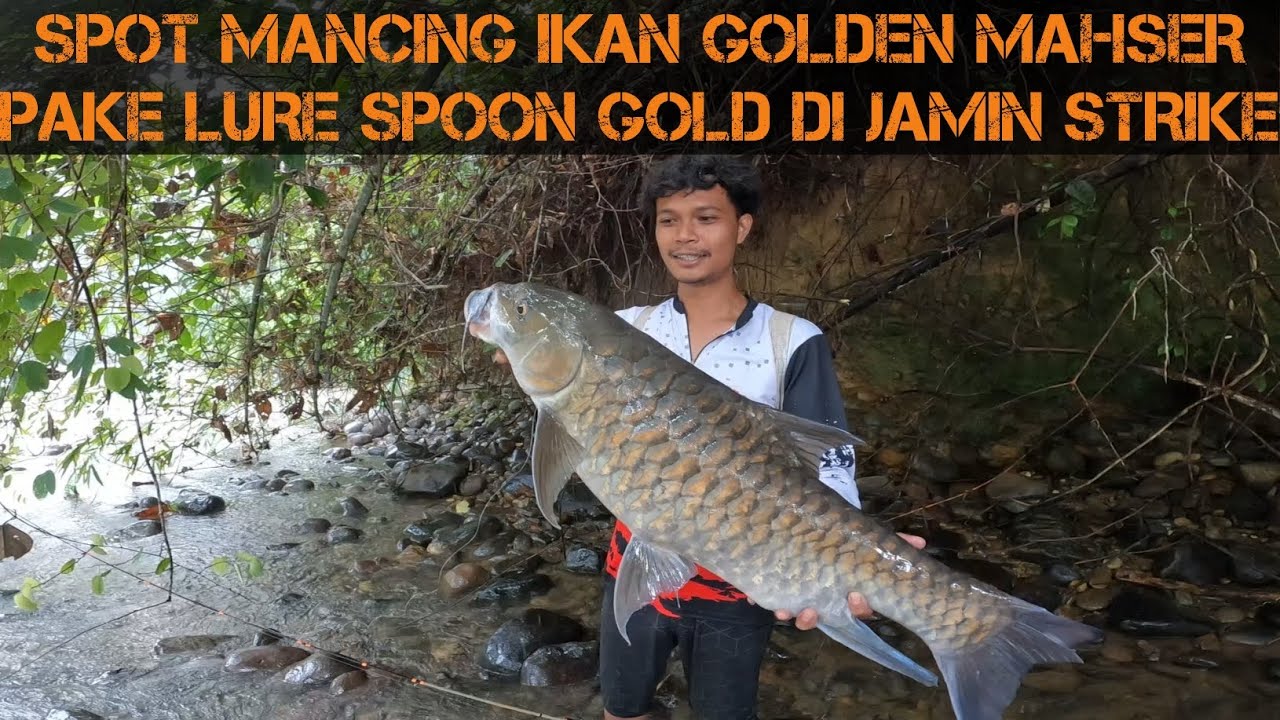 IKAN MAHSER DI SINI SUKA LURE BERWARNA EMAS