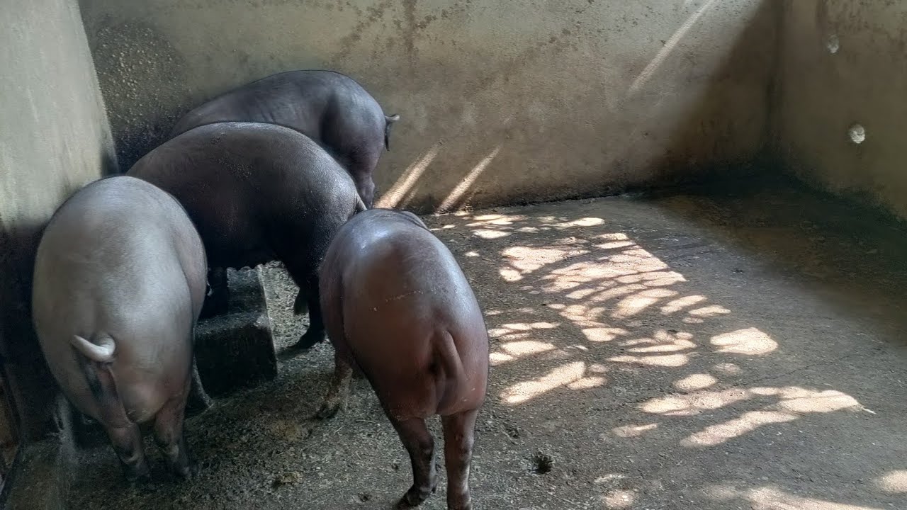 Pig farm 🐖🐖