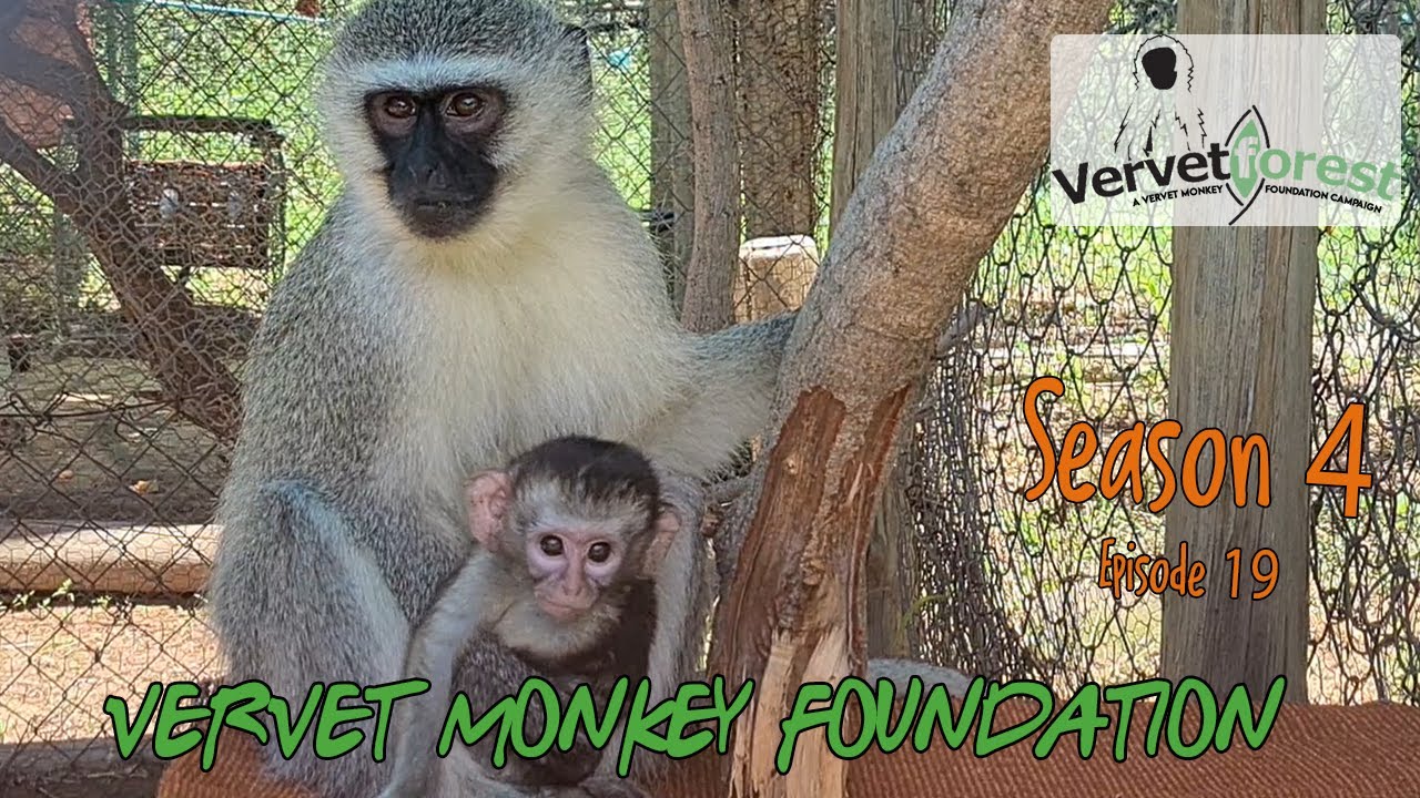 Experience baby monkey orphan Dirkules first encounter of his foster mom