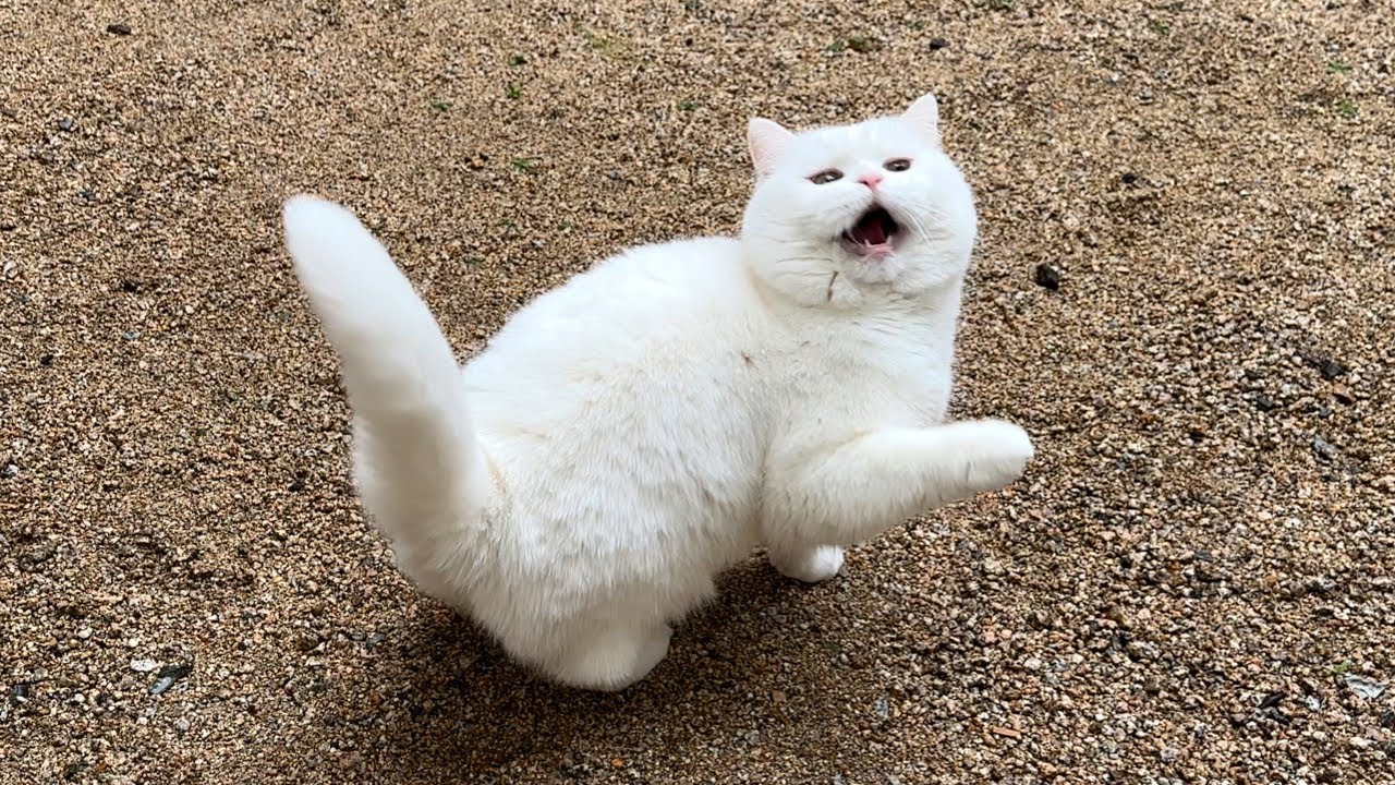 雪を初めて触った猫の反応が可愛すぎた…笑