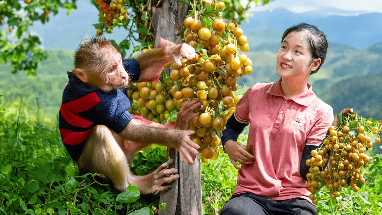 Harvest to Market Rose Apples, Kumquats & Wild Banana Flowers | Lila&rsquo;s Rural Life