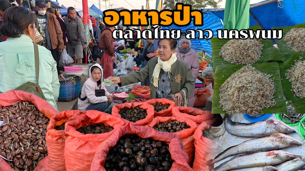 จัดเต็มอาหารป่า ตลาดไทย-ลาว อ.ธาตุพนม จ.นครพนม#ของป่า #food #อาหารตามฤดูกาล 