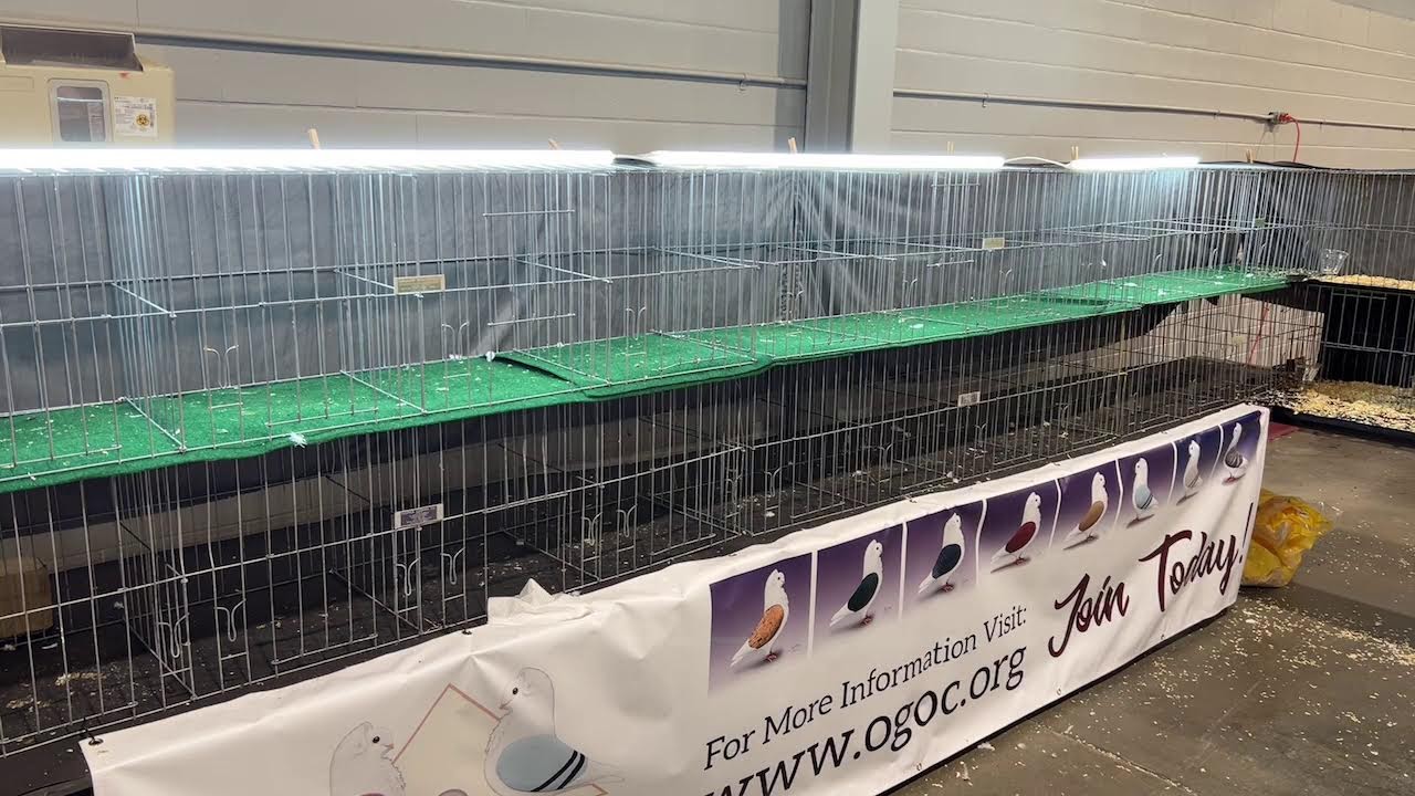 CoopCast Show #43 = 2023.10.28 (Saturday) National Young Bird Show Louisville, KY