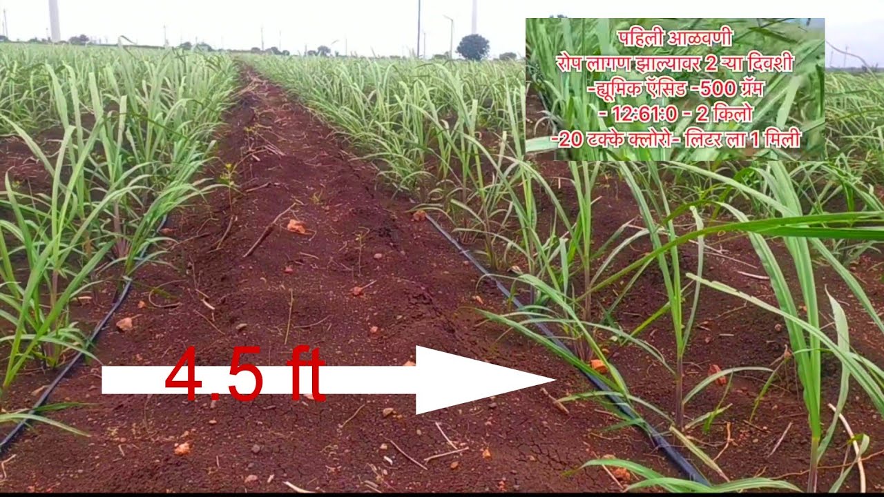 फवारनी | ८६०३२ ऊस | Sugarcane Crop Spraying #२टनप्रतिगुंठा