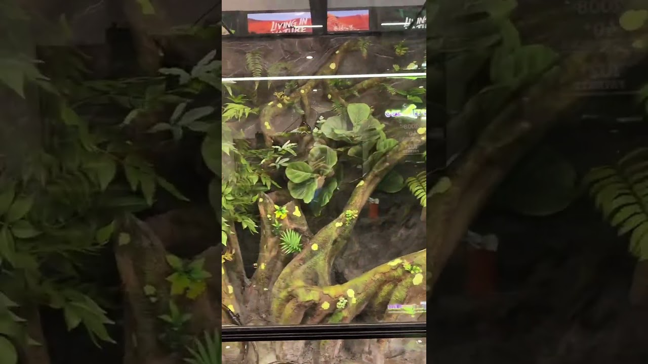 Another giant terrarium is almost ready in our office! 🐊🌿