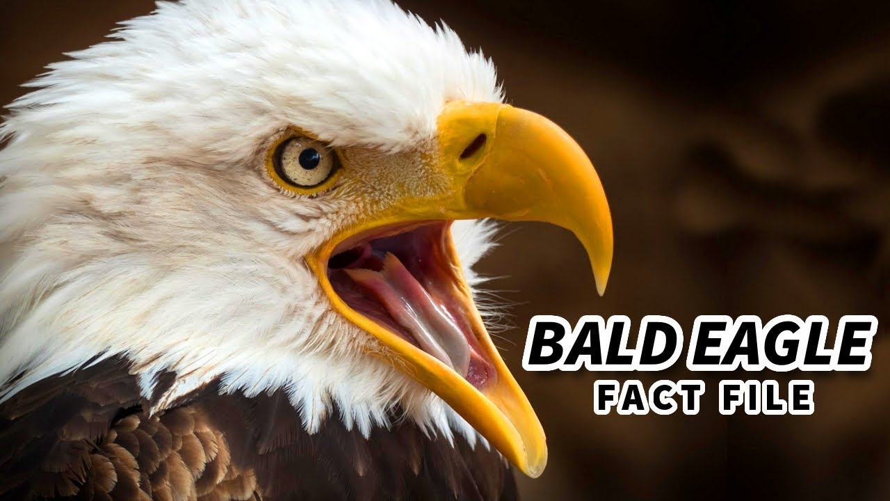 Факты о белоголовом орлане: на самом деле он НЕ ЛЫСЫЙ 🦅 Файлы с фактами о животных