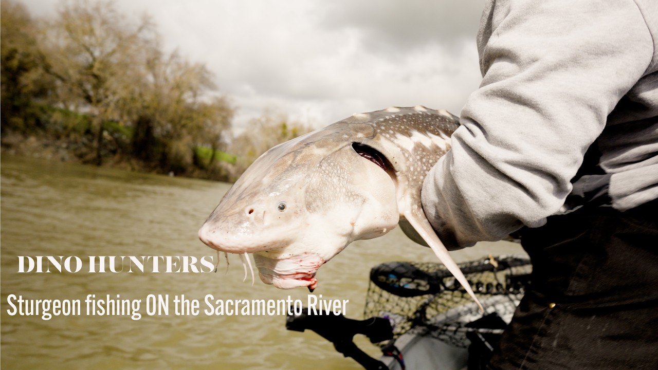 STURGEON FISHING SACRAMENTO RIVER!!!!